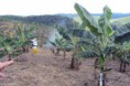 /album/galeria-de-fotos%3a-aplica%c3%a7%c3%a3o-de-biozyme-tf-%28fertilizante-mineral-misto%29-na-cultura-da-banana-subgrupo-prata-primeiro-ciclo/a379773-360323677409969-356094889-n-jpg2/