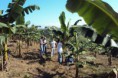 /album/galeria-de-fotos%3a-aplica%c3%a7%c3%a3o-de-biozyme-tf-%28fertilizante-mineral-misto%29-na-cultura-da-banana-subgrupo-prata-primeiro-ciclo/a399923-360322557410081-746550301-n-jpg1/