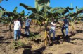 /album/galeria-de-fotos%3a-aplica%c3%a7%c3%a3o-de-biozyme-tf-%28fertilizante-mineral-misto%29-na-cultura-da-banana-subgrupo-prata-primeiro-ciclo/a923350-360328637409473-1084578771-n-jpg1/