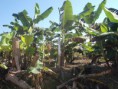 /album/galeria-de-fotos%3a-aplica%c3%a7%c3%a3o-de-biozyme-tf-%28fertilizante-mineral-misto%29-na-cultura-da-banana-subgrupo-prata-primeiro-ciclo/dscn1741-jpg1/