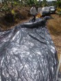 /album/galeria-de-fotos%3a-aplica%c3%a7%c3%a3o-de-biozyme-tf-%28fertilizante-mineral-misto%29-na-cultura-da-banana-subgrupo-prata-primeiro-ciclo/dscn1743-jpg1/