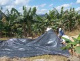 /album/galeria-de-fotos%3a-aplica%c3%a7%c3%a3o-de-biozyme-tf-%28fertilizante-mineral-misto%29-na-cultura-da-banana-subgrupo-prata-primeiro-ciclo/dscn1744-jpg/